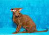 Photo №4. I will sell oriental shorthair in the city of Permian. from nursery - price - negotiated