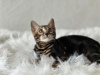 Additional photos: Marbled Bengal cat