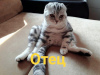 Photo №1. british shorthair - for sale in the city of Chelyabinsk | 91$ | Announcement № 90654