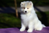 Photo №1. samoyed dog - for sale in the city of Москва | negotiated | Announcement № 19394