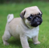 Photo №2 to announcement № 71696 for the sale of pug - buy in Australia private announcement, breeder