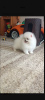 Photo №1. pomeranian - for sale in the city of Шверин | 380$ | Announcement № 124456