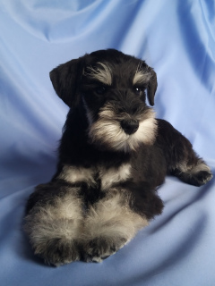 Photo №1. schnauzer - for sale in the city of Minsk | 543$ | Announcement № 5570