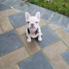 Photo №1. french bulldog - for sale in the city of Herzogenrath | 260$ | Announcement № 32400