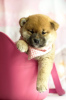 Additional photos: Shiba Inu puppies, boy and girl, breeding, Japanese blood