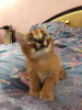 Additional photos: caracal and caracat kittens available