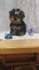 Photo №1. non-pedigree dogs - for sale in the city of Kremenchug | 367$ | Announcement № 12628