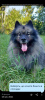 Photo №4. I will sell german spitz in the city of Kiev. breeder - price - 528$