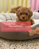 Photo №1. poodle (toy) - for sale in the city of Borlänge | negotiated | Announcement № 47599