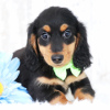 Photo №2 to announcement № 100240 for the sale of dachshund - buy in Germany private announcement, from nursery, breeder