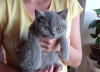 Additional photos: The British Shorthair Kittens