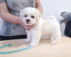 Additional photos: Bichon Friesian puppies