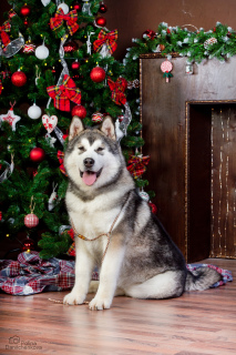 Photo №2 to announcement № 4413 for the sale of alaskan malamute - buy in Russian Federation from nursery, breeder