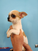 Photo №4. I will sell chihuahua in the city of Munich. breeder - price - 269$