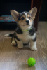 Photo №2 to announcement № 56047 for the sale of welsh corgi - buy in Belarus from nursery