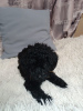 Photo №4. I will sell poodle (dwarf) in the city of Москва. private announcement - price - 325$