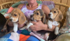 Photo №4. I will sell beagle in the city of Берлингероде.  - price - Is free