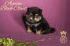 Photo №2 to announcement № 31341 for the sale of german spitz - buy in Russian Federation from nursery