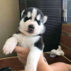 Photo №1. siberian husky - for sale in the city of Флоренс | negotiated | Announcement № 17531