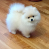 Photo №2 to announcement № 107447 for the sale of pomeranian - buy in Netherlands private announcement