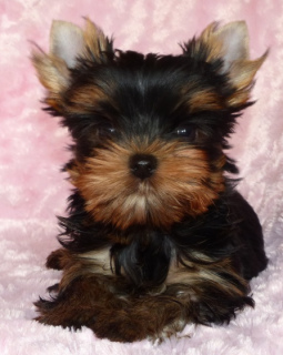 Photo №2 to announcement № 1094 for the sale of yorkshire terrier - buy in Germany private announcement, from nursery, breeder