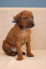 Photo №4. I will sell rhodesian ridgeback in the city of Minsk. from nursery - price - 1200$