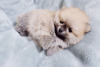 Additional photos: Beautiful Pomeranian Puppies Girls