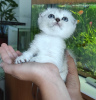 Photo №4. I will sell scottish fold in the city of Krivoy Rog. from nursery, breeder - price - 183$