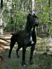 Photo №3. For sale beautiful puppies Cane Corso - boys and girls.. Russian Federation