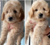 Photo №3. Two boys & two girls LEFT HOMEBRED MINIATUREGoldendoodles F1B. United States