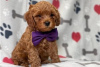 Photo №3. Beautiful Cavapoo Puppies For free adoption. Germany