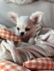 Photo №1. chihuahua - for sale in the city of New York | 700$ | Announcement № 102950