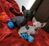 Photo №1. sphynx cat - for sale in the city of Helsinki | negotiated | Announcement № 88039