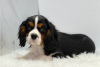 Photo №1. cavalier king charles spaniel - for sale in the city of Rome | Is free | Announcement № 53870