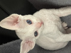 Additional photos: Devon Rex kittens