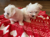 Photo №1. maltese dog - for sale in the city of Oslo | 600$ | Announcement № 21500