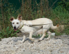 Photo №2 to announcement № 117584 for the sale of non-pedigree dogs - buy in Russian Federation from the shelter