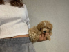 Additional photos: TERMS OF SALES maltipoo f1 min, delivery, bargaining, maltipoo f1