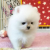 Photo №2 to announcement № 43172 for the sale of pomeranian - buy in Germany private announcement