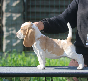 Additional photos: An aristocrat girl looking for a mump. Beagle