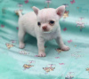Photo №1. chihuahua - for sale in the city of Eindhoven | 317$ | Announcement № 87932