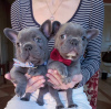 Photo №4. I will sell french bulldog in the city of California Gully. private announcement - price - negotiated