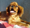 Photo №1. cavalier king charles spaniel - for sale in the city of Krivoy Rog | 468$ | Announcement № 7787