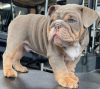 Photo №2 to announcement № 58091 for the sale of english bulldog - buy in Hong Kong private announcement