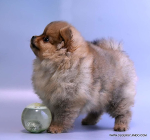 Photo №2 to announcement № 4573 for the sale of pomeranian - buy in Russian Federation breeder