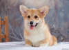 Photo №2 to announcement № 38843 for the sale of welsh corgi - buy in Russian Federation from nursery, breeder