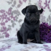 Photo №3. Pug puppies available. United States