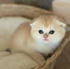 Photo №1. scottish fold - for sale in the city of San Diego | 300$ | Announcement № 123028