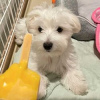 Photo №1. maltese dog - for sale in the city of Berlin | negotiated | Announcement № 115860