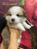 Additional photos: Puppies for sale
